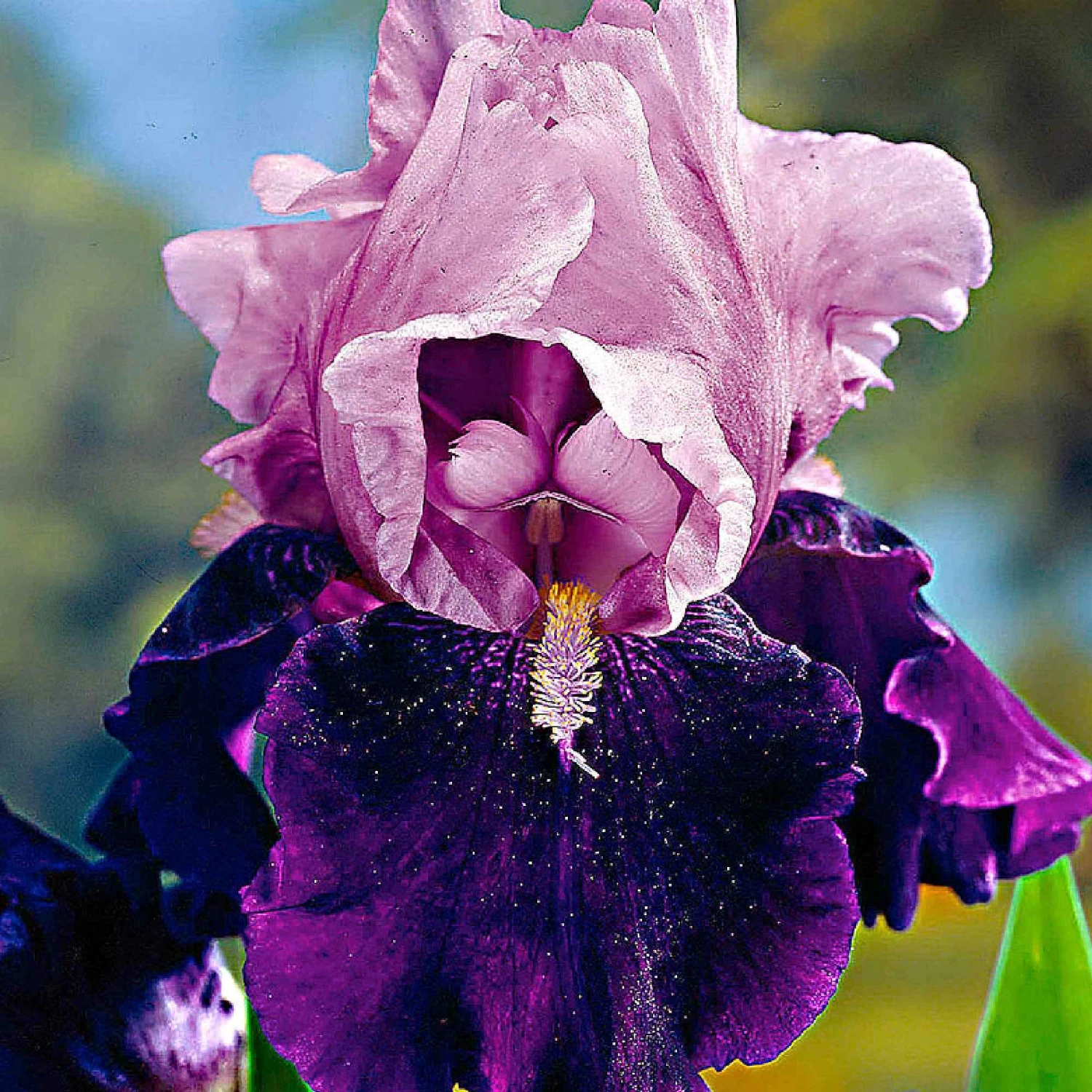 5 Iris Des Jardins Magic Melange En Mélange 4 5 Iris Des Jardins Magic Melange En Mélange – Image 2