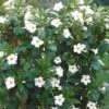 Jasmin Du Brésil Blanc - Dipladenia -France Fournitures De Jardin Soldes 2024 38794 5 1700060916262