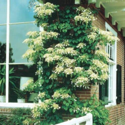 Hortensia Grimpant 11 Hortensia Grimpant -France Fournitures De Jardin Soldes 2024 41374 2 1704971361516