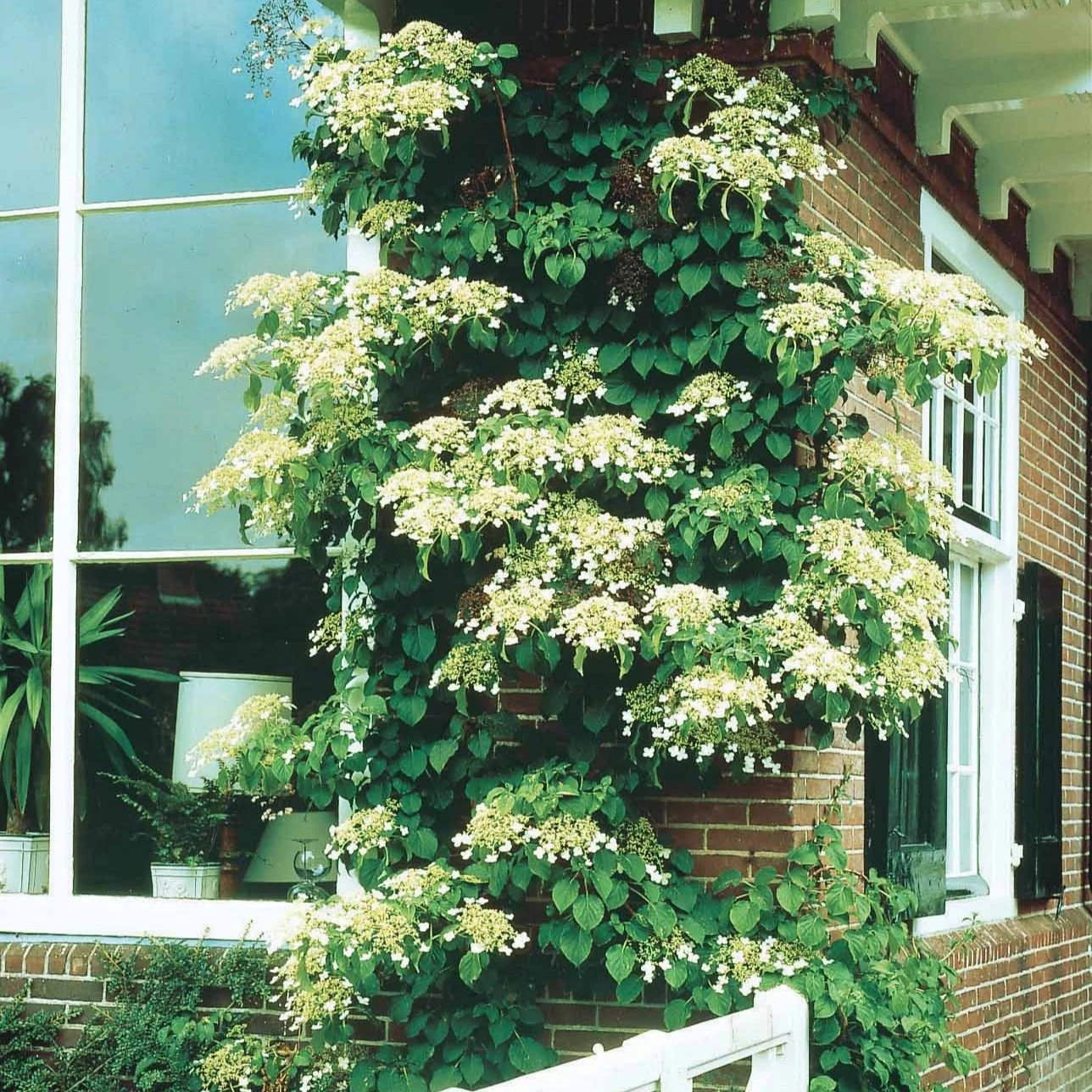 Hortensia Grimpant 7 Hortensia Grimpant – Image 5