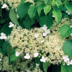 Hortensia Grimpant 10 Hortensia Grimpant -France Fournitures De Jardin Soldes 2024 41374 3