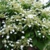 Hortensia Grimpant -France Fournitures De Jardin Soldes 2024 41374 4