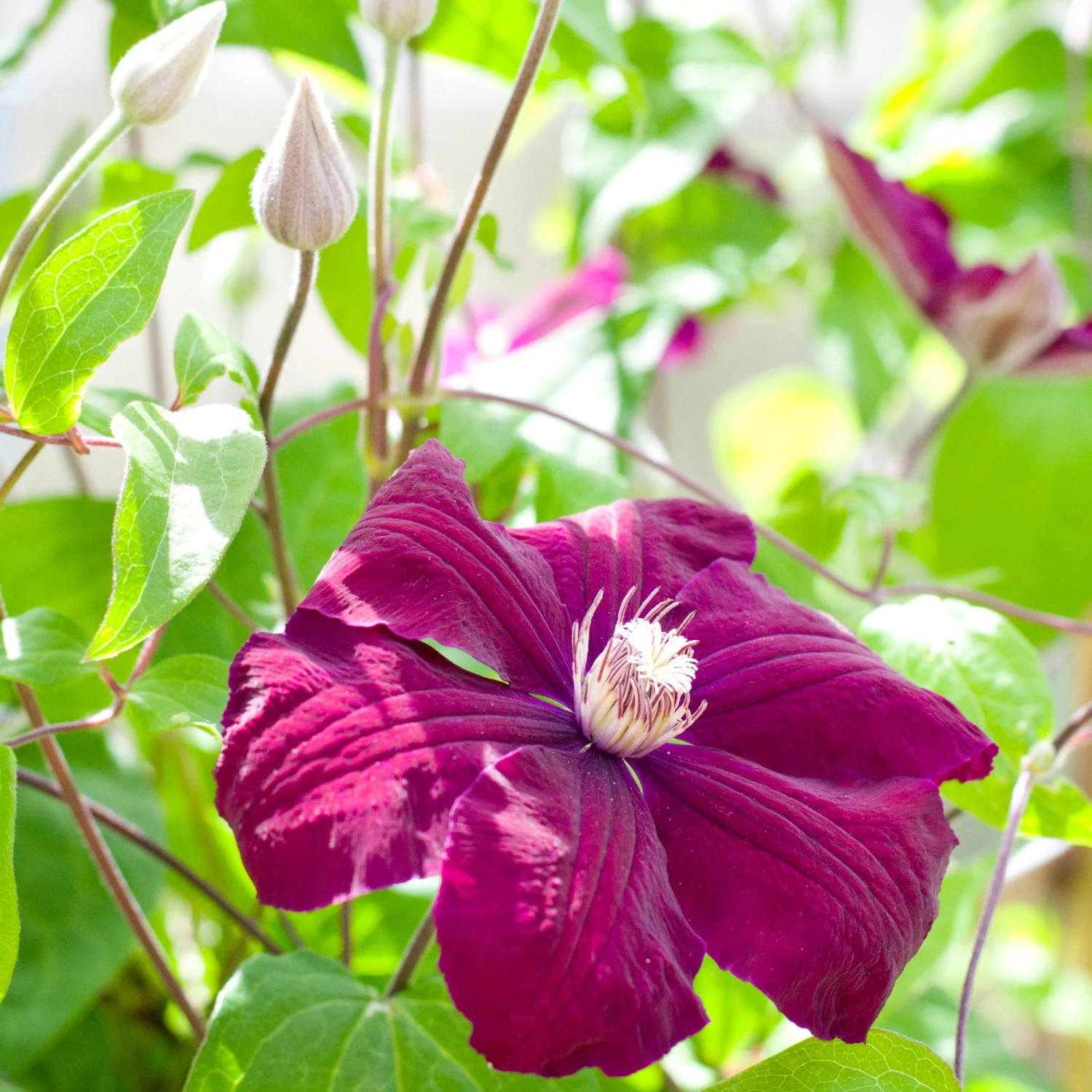 Clématite Rouge Cardinal 4 Clématite Rouge Cardinal – Image 2