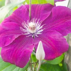 Clématite Rouge Cardinal 8 Clématite Rouge Cardinal -France Fournitures De Jardin Soldes 2024 41452 5