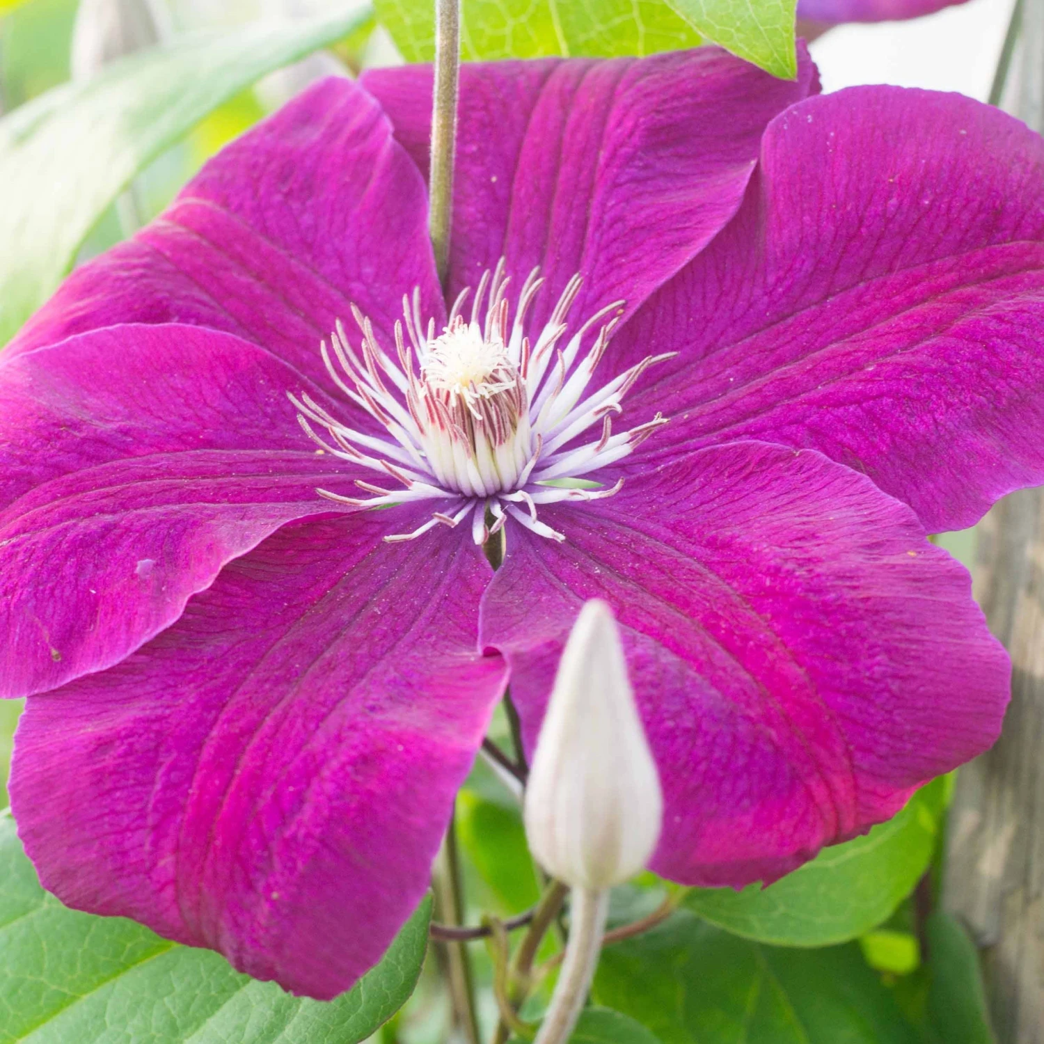 Clématite Rouge Cardinal 5 Clématite Rouge Cardinal – Image 3