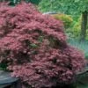 Erable Du Japon Garnet 1 Erable Du Japon Garnet -France Fournitures De Jardin Soldes 2024 41778 4