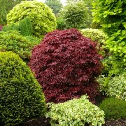 Erable Du Japon Shaina 10 Erable Du Japon Shaina -France Fournitures De Jardin Soldes 2024 41787 2