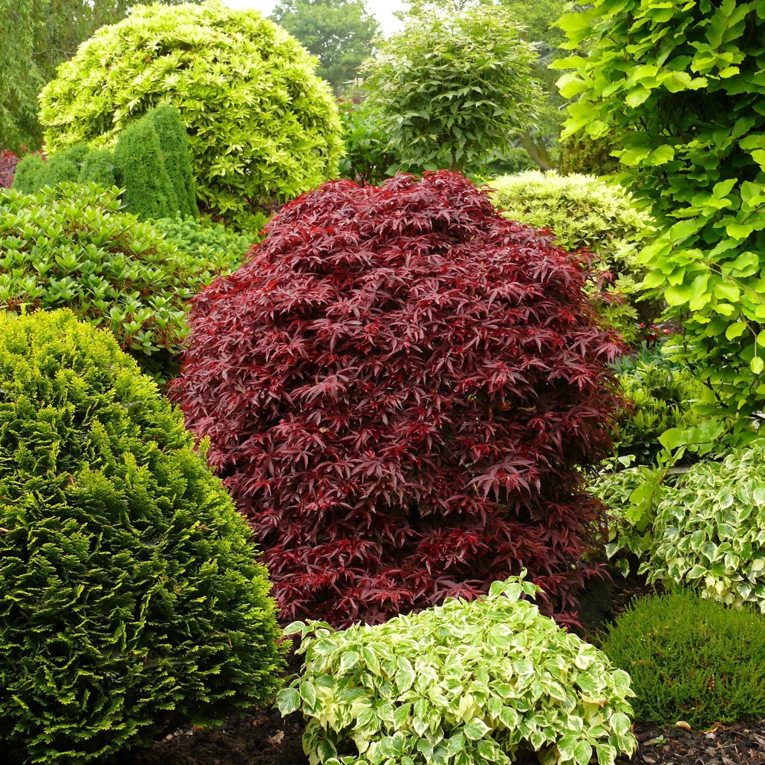 Erable Du Japon Shaina 6 Erable Du Japon Shaina – Image 4