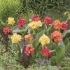 4 Cannas Pour Bordure En Mélange 2 4 Cannas Pour Bordure En Mélange -France Fournitures De Jardin Soldes 2024 43628 2