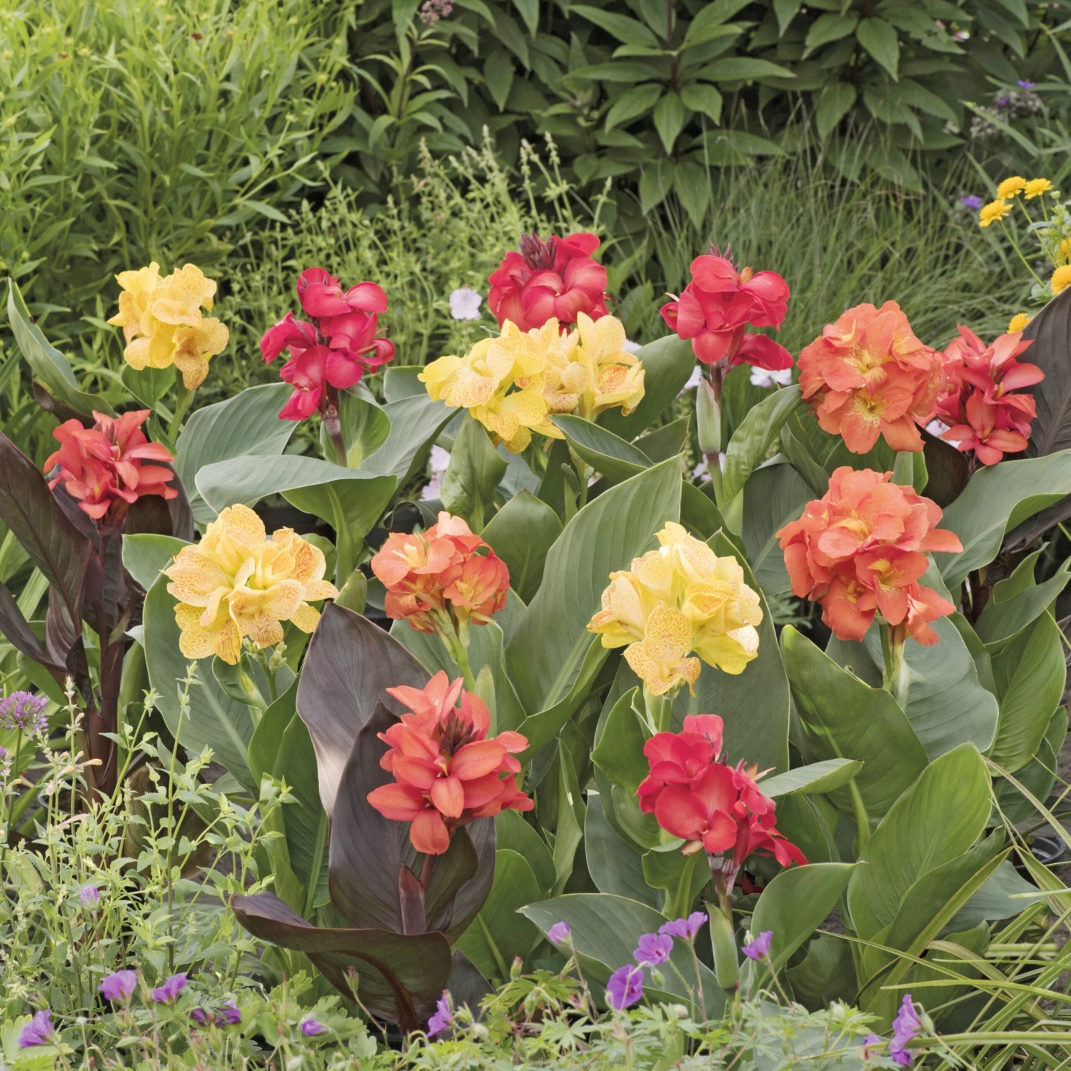 4 Cannas Pour Bordure En Mélange 3 4 Cannas Pour Bordure En Mélange