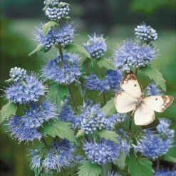 Caryopteris Heavenly Blue -France Fournitures De Jardin Soldes 2024 44237 4 1700230781957