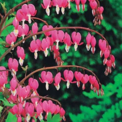 Coeur De Marie -France Fournitures De Jardin Soldes 2024 44281 6