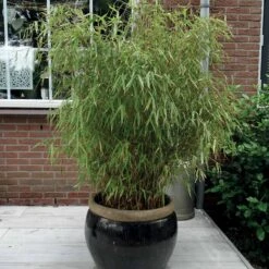 Bambou Fargesia Rufa Non-traçant 9 Bambou Fargesia Rufa Non-traçant -France Fournitures De Jardin Soldes 2024 44329 3