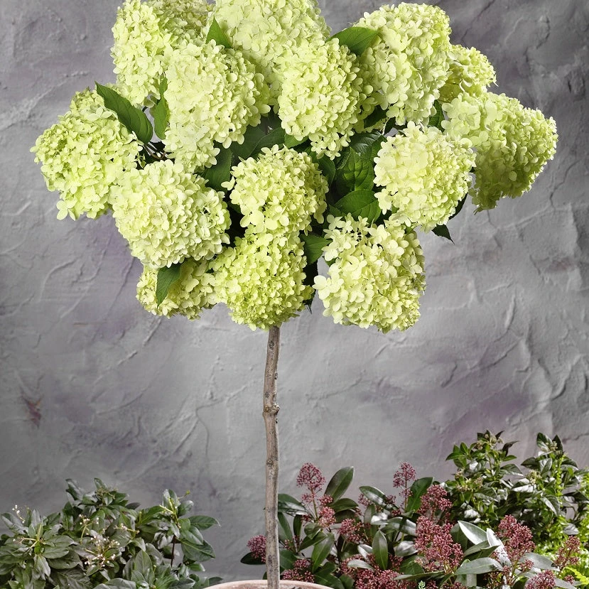 Hortensia Paniculé Limelight ® Sur Tige 3 Hortensia Paniculé Limelight ® Sur Tige