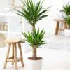 Yucca Elephantipes 2 Yucca Elephantipes -France Fournitures De Jardin Soldes 2024 46228 1 1704793185558