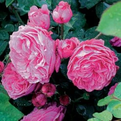 Rosier Floribunda Leonardo Da Vinci ® Medeauri -France Fournitures De Jardin Soldes 2024 50942 1