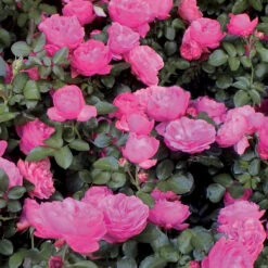 Rosier Floribunda Leonardo Da Vinci ® Medeauri -France Fournitures De Jardin Soldes 2024 50942 2