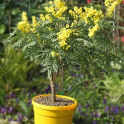 Mimosa D'hiver -France Fournitures De Jardin Soldes 2024 52634 4