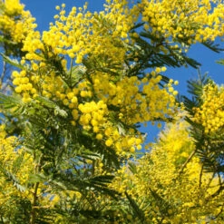 Mimosa D'hiver -France Fournitures De Jardin Soldes 2024 52634 5