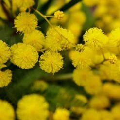 Mimosa D'hiver -France Fournitures De Jardin Soldes 2024 52634 6
