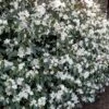 Magnolia Fairy White - Michelia Hybride -France Fournitures De Jardin Soldes 2024 56614 3