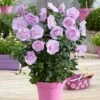 Hibiscus Lavender Chiffon -France Fournitures De Jardin Soldes 2024 58665 1