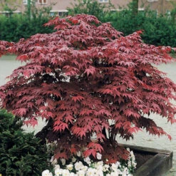 Erable Pourpre Du Japon 10 Erable Pourpre Du Japon -France Fournitures De Jardin Soldes 2024 58675 6 1704704106221