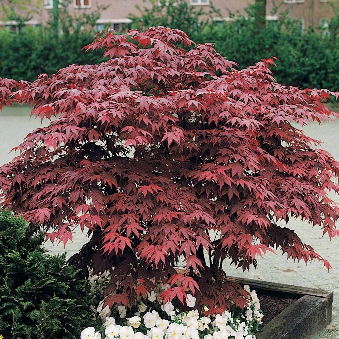 Erable Pourpre Du Japon 5 Erable Pourpre Du Japon – Image 3