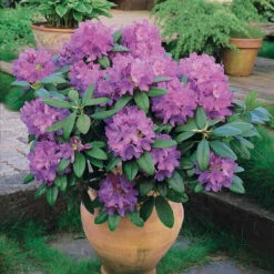 Rhododendron Catawbiense Grandiflorum 7 Rhododendron Catawbiense Grandiflorum -France Fournitures De Jardin Soldes 2024 60004 5 1700144087383