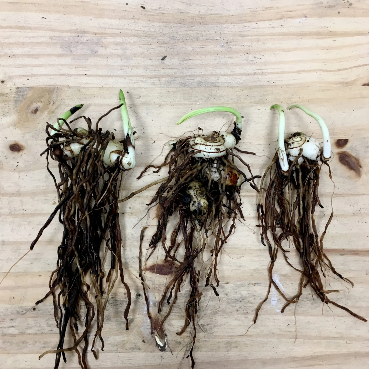 3 Orchidées Jacinthes En Mélange 4 3 Orchidées Jacinthes En Mélange – Image 2