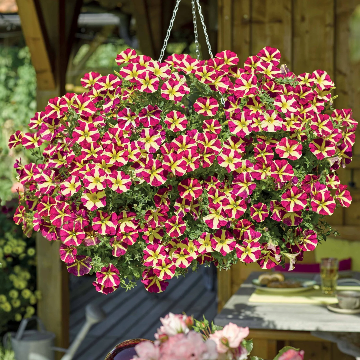 3 Pétunias Amore Reine Des Cœurs 3 3 Pétunias Amore Reine Des Cœurs