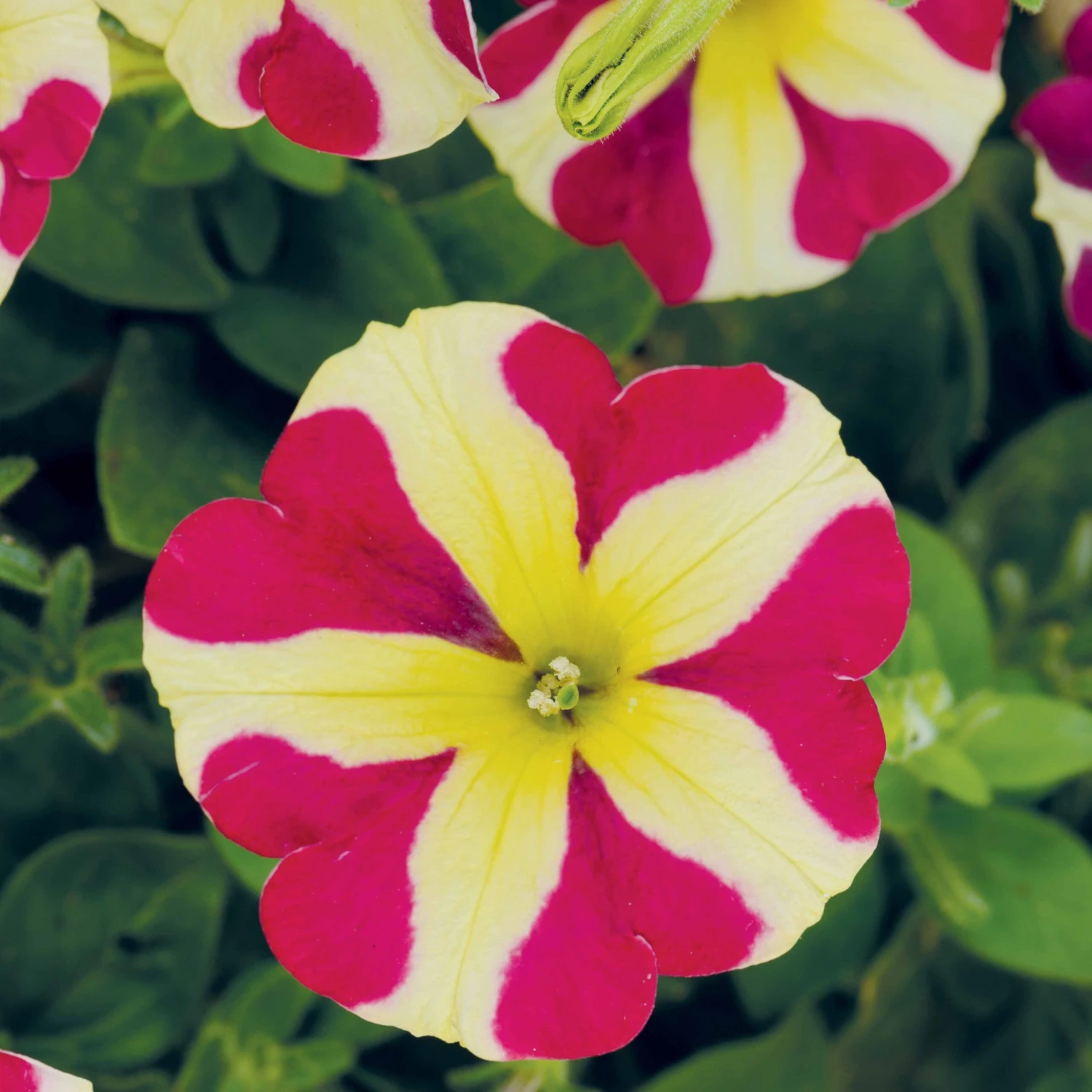 3 Pétunias Amore Reine Des Cœurs 4 3 Pétunias Amore Reine Des Cœurs – Image 2