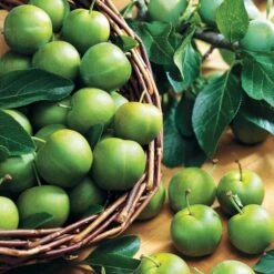 Prunier Reine-Claude Verte