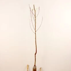 Prunier Reine Victoria 18 Prunier Reine Victoria -France Fournitures De Jardin Soldes 2024 63230 10