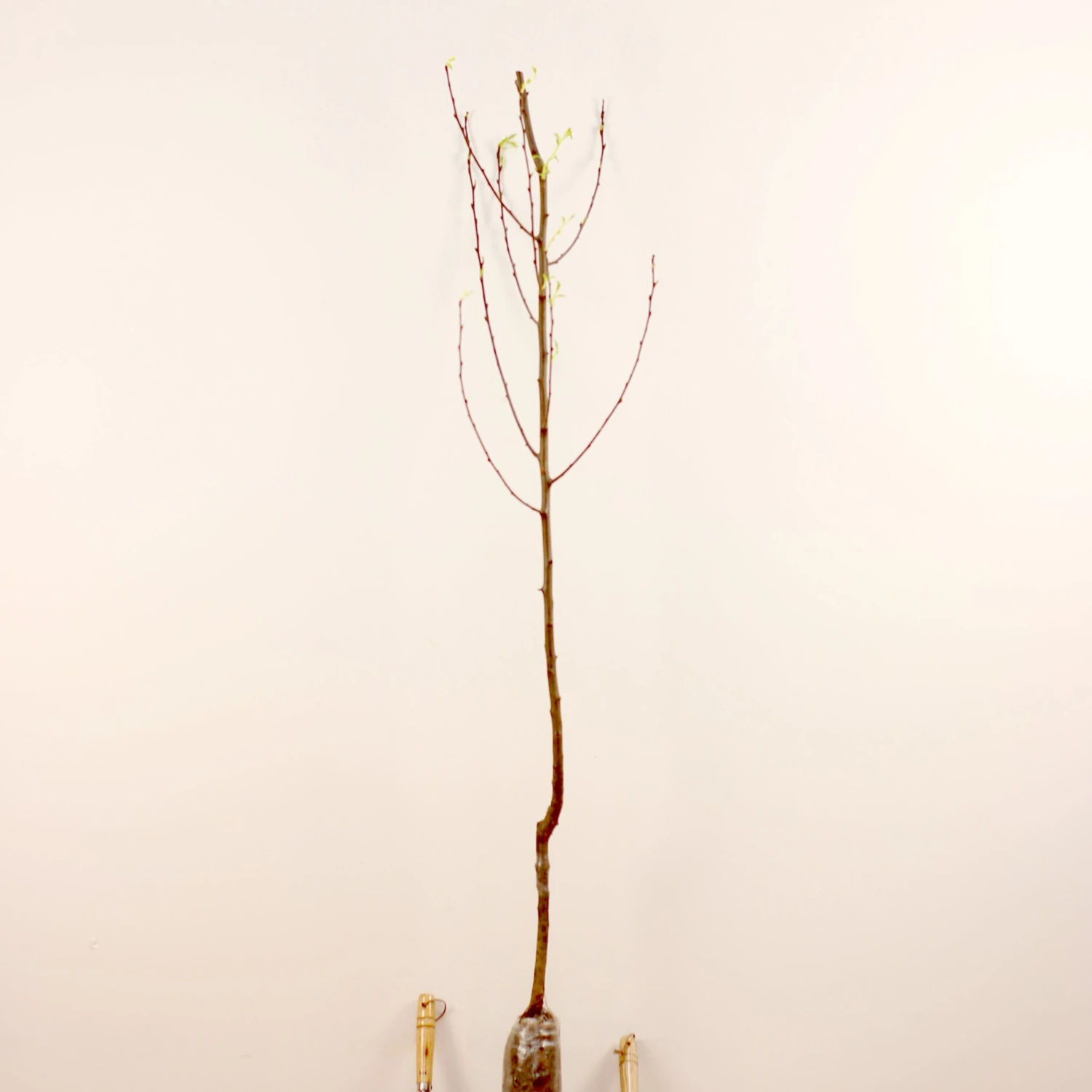 Prunier Reine Victoria 10 Prunier Reine Victoria – Image 8