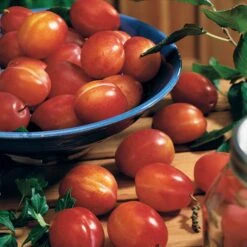 Prunier Reine Victoria 14 Prunier Reine Victoria -France Fournitures De Jardin Soldes 2024 63230 2