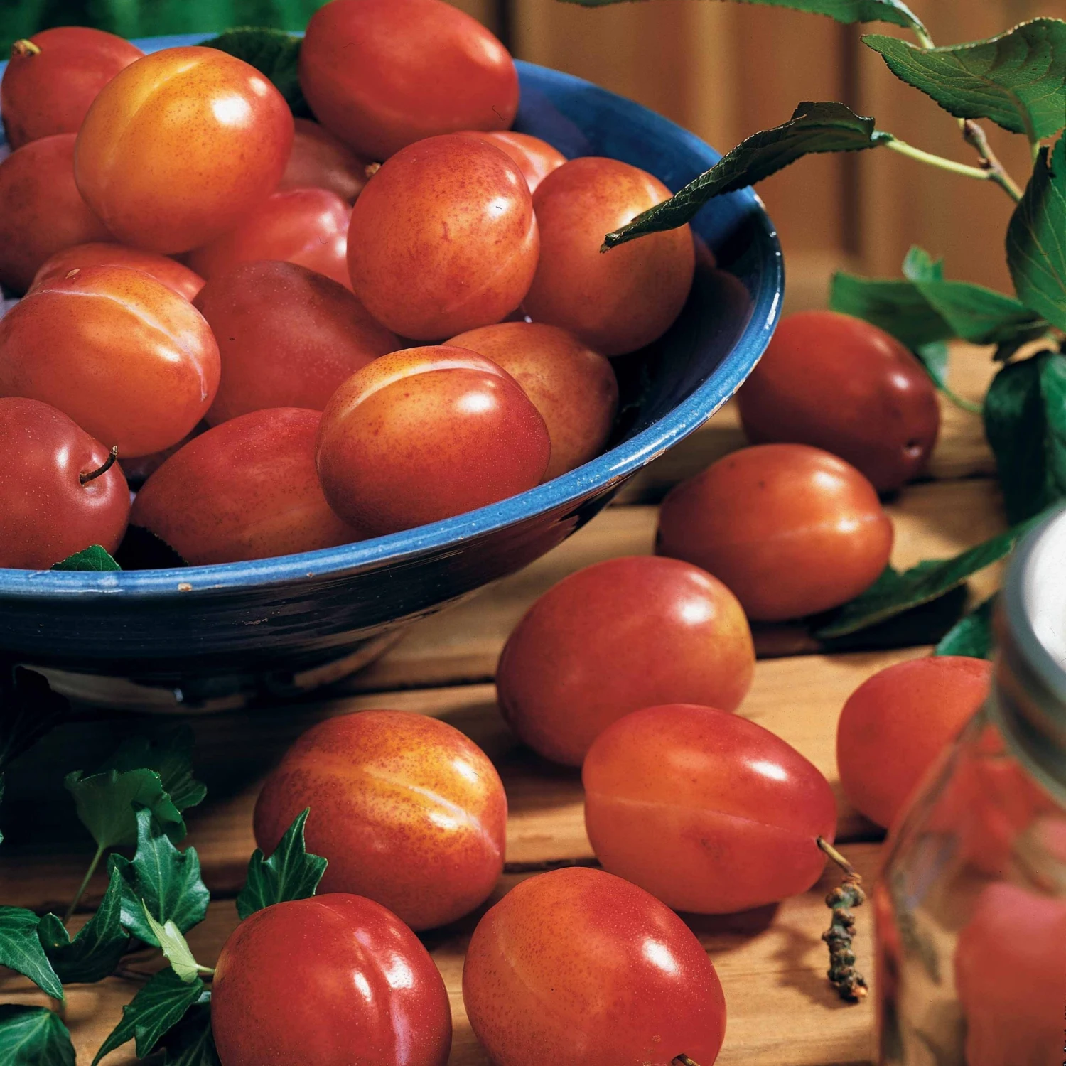 Prunier Reine Victoria 6 Prunier Reine Victoria – Image 4