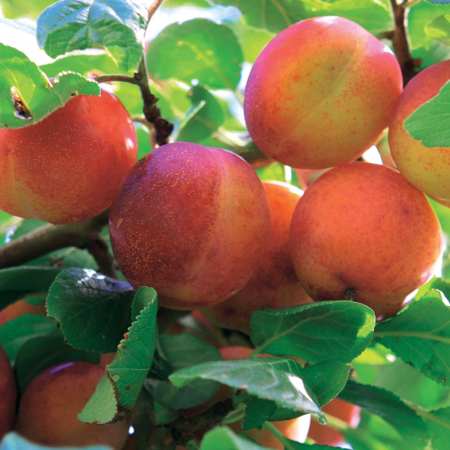 Prunier Reine Victoria 3 Prunier Reine Victoria