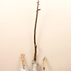 Prunier Reine Victoria 19 Prunier Reine Victoria -France Fournitures De Jardin Soldes 2024 63230 7