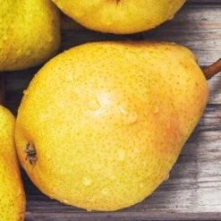 Poirier William's - Bon Chrétien 12 Poirier William's - Bon Chrétien -France Fournitures De Jardin Soldes 2024 63251 2