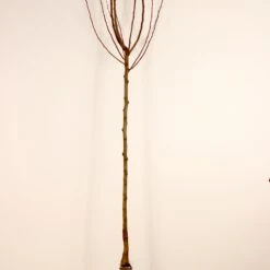 Poirier William's - Bon Chrétien 17 Poirier William's - Bon Chrétien -France Fournitures De Jardin Soldes 2024 63251 5