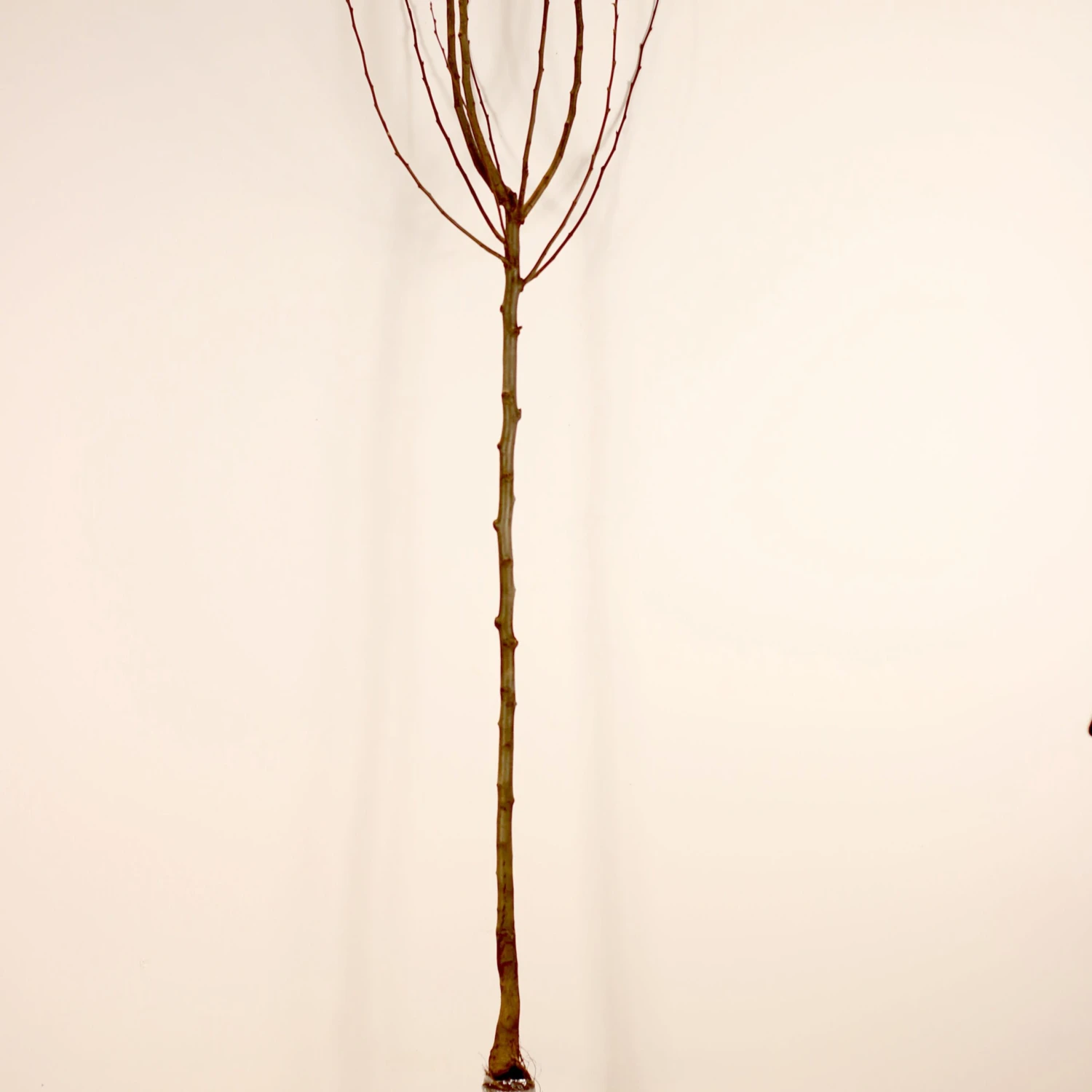 Poirier William's - Bon Chrétien 10 Poirier William's - Bon Chrétien – Image 8