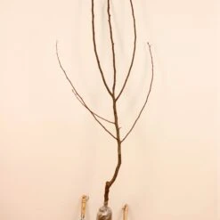 Poirier William's - Bon Chrétien 16 Poirier William's - Bon Chrétien -France Fournitures De Jardin Soldes 2024 63251 7