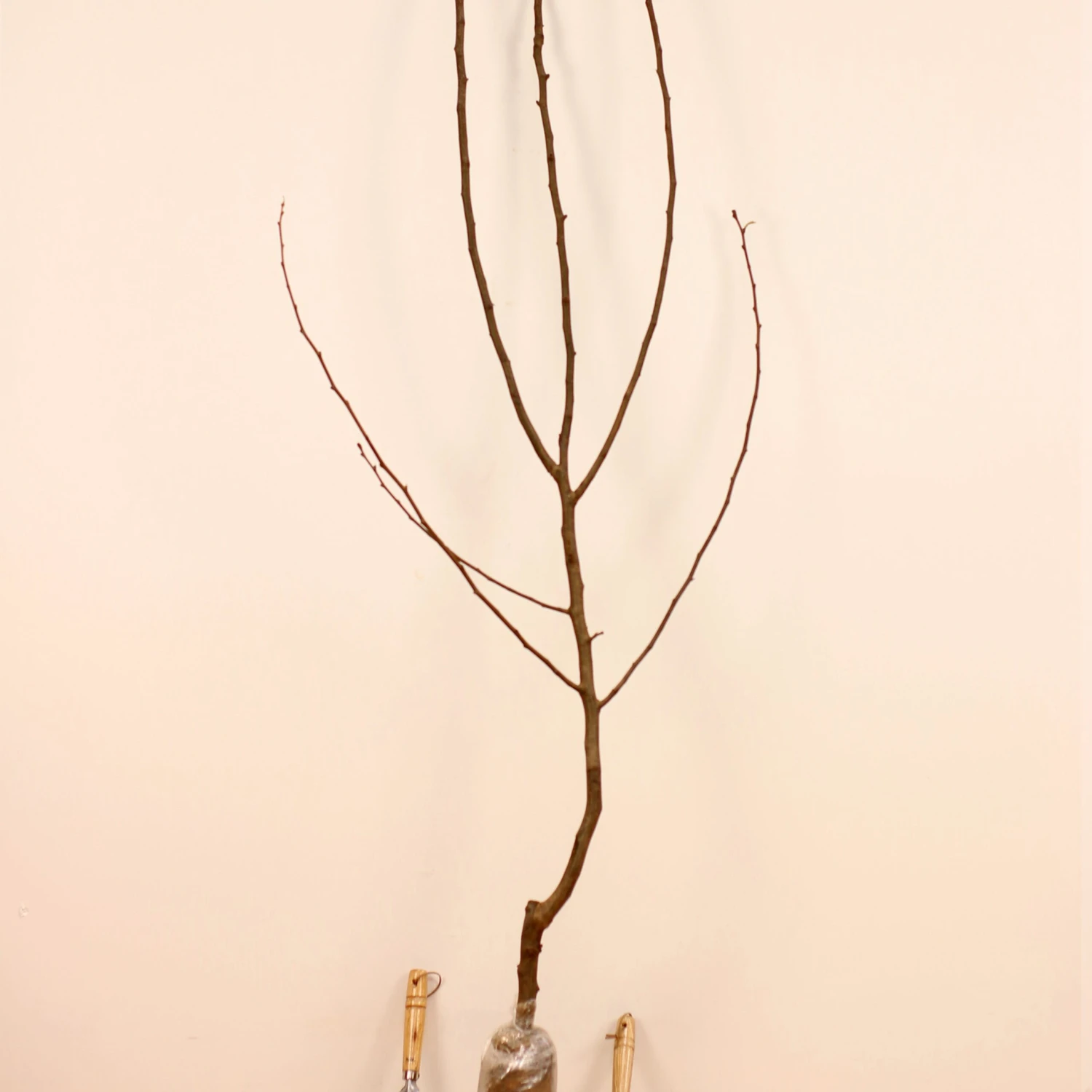 Poirier William's - Bon Chrétien 9 Poirier William's - Bon Chrétien – Image 7