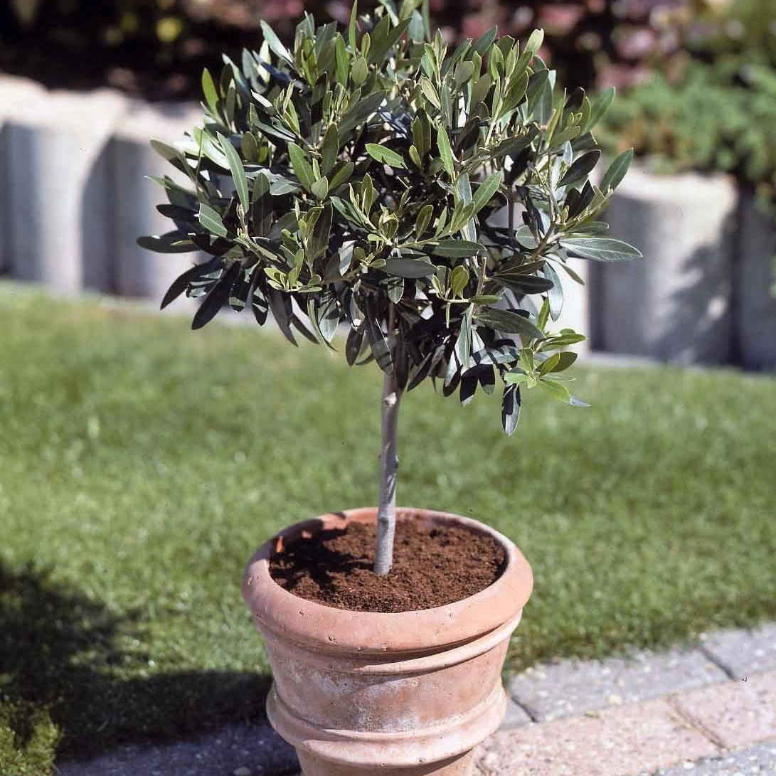 Olivier Sur Tige 3 Olivier Sur Tige