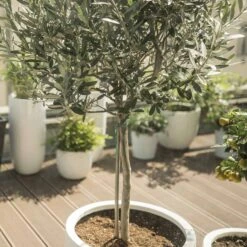 Olivier Sur Tige 12 Olivier Sur Tige -France Fournitures De Jardin Soldes 2024 64211 2