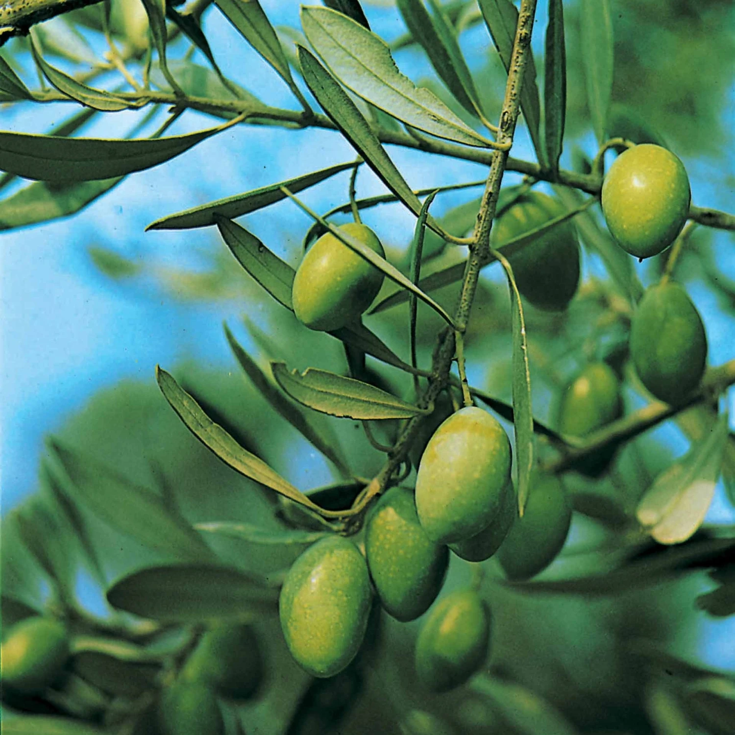 Olivier Sur Tige 6 Olivier Sur Tige – Image 4