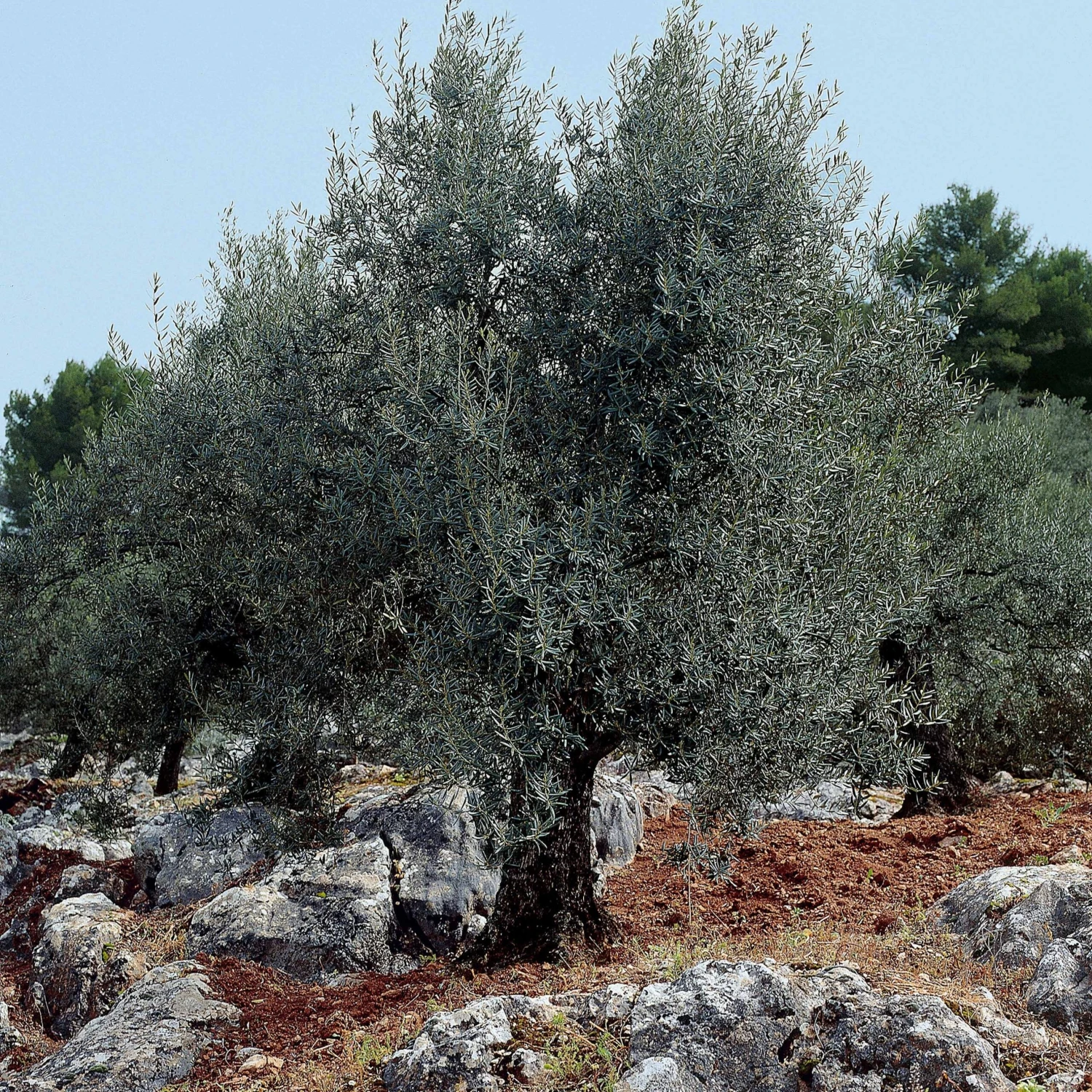 Olivier Sur Tige 7 Olivier Sur Tige – Image 5