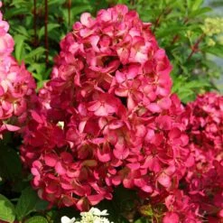 Hortensia Paniculé Diamant Rouge -France Fournitures De Jardin Soldes 2024 64449 1