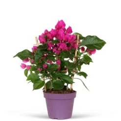 Bougainvillier Vera Deep Purple -France Fournitures De Jardin Soldes 2024 71074 3
